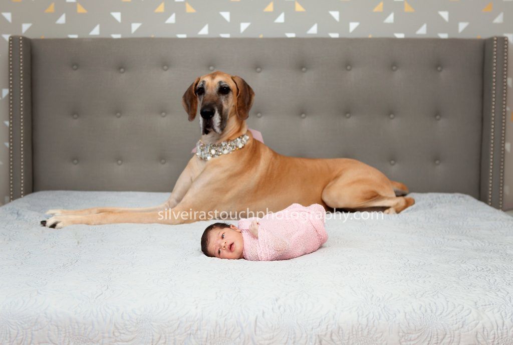 newborn pets photos